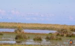 La col·laboració dels caçadors de les Terres de l’Ebre clau per a la protecció i conservació de la biodiversitat del Delta de l’Ebre